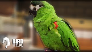 Training Mini Macaws! | How Tr…