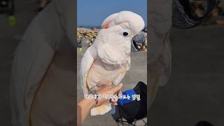 앵무새가 친구들을 부르는 방법 / 휘슬소리 내는 앵무새…