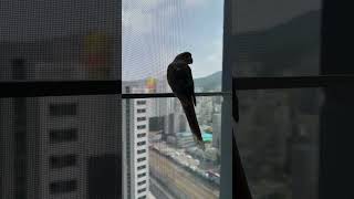바깥 세상 구경중입니다:)#birds #parrot #…