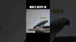 똥쌌다고 말하는 앵무새 / 회색앵무 랄라 / #shorts