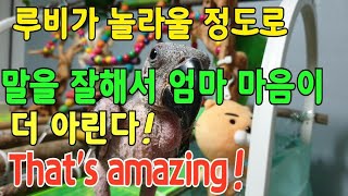 PBFD뉴기니아앵무새 루비의 옹알이[관심대상]