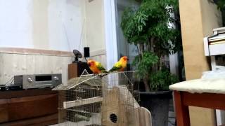 말하는 앵무새 루이 (썬코뉴어), 새장 탈출한 똑똑한 …