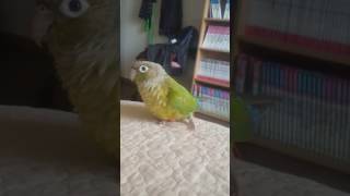 시나몬 코뉴어 안녕 외치기!!(연두)