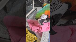 설거지 하는 엄마를 도와준다던(?) 앵무새가 보여준 행…