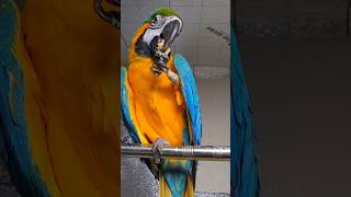 한스마카우, 청금강 앵무새