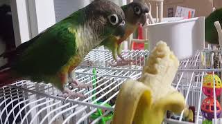 코뉴어 앵무새 바나나먹기