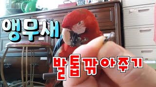 앵무새 발톱 깎아주기 Parrot claw clippers
