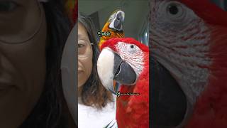 아빠 퇴근시간 마중 나갔을때 서로를 본 아빠와 앵무새의…