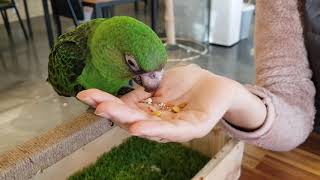 대전 앵무새 카페 ~ 신기방기(1)앵무새 소리,
앵무새…