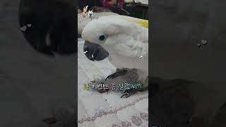 하이브리드 코카투 델타  잣까고있네~~? 란 바로 이런것! #앵무새  #하이브리드 코카투 #코카투 #델타 #자비스 #델타랑 별이랑 #자유비행  #강아지 #별이  #스피츠