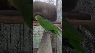 암컷은 임신중 숫컷은 발정중 에고~~