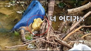 사람에게 길들여진 개구리가, 야생을 만났을때