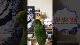 아리 한테 말배우는 카이 퀘이커 로카 #parrot #birds #아마존 #앵무새  #아리 #앵톡 #말하는 앵무 #pets