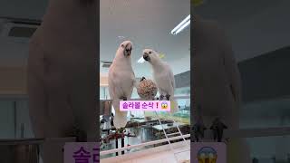 솔라볼 순삭하는 코카투들 #리프패럿부천옥길점 #parr…