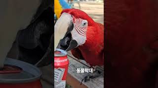청금강/홍금강 캔따 몰아보기 #앵무새 #홍금강앵무새#청…