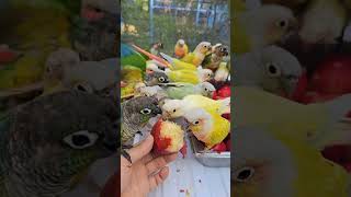 코뉴어앵무새는  신비복숭아를 좋아합니다  conure …