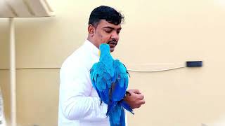 Macaw parrot Mikey at Joy mood