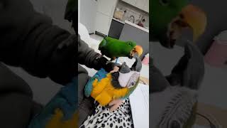 아기 청금강 하루   아기마카우