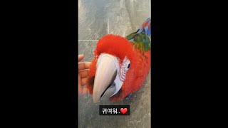 앵무새에 대해 알아보자 #1편 초대형 앵무새 홍금강 (red and green macaw)