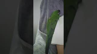 #앵무새 #한스마카우 @13세. 남자. 선풍기 제일 싫어하고, 에어컨 바람도 질색하지만 약간만 더워도 밤새 잠 못 들고 삐약 거리는 최고급 입니다 ㅎ