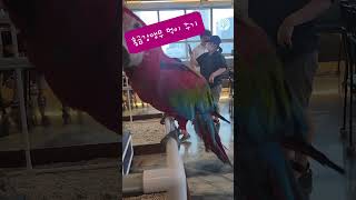홍금강앵무 먹이주기 #birds