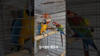감기 걸렸어요 #parrot #birds #노래하는앵무…