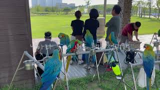 흥미 진지한 할리퀸 마카우 루카의 모험 첫비행은 과연??!