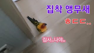 언니만 졸졸 따라다니는 집착앵무새 썬코뉴어 보리,