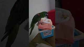 앵무새. 한스마카우. 이름: 루비. 2013년 출생. 13살. 남자.