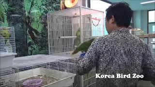 더블옐로헤디드 아마존 Double Yellow Headed Amazon