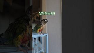 귀여움 그 자체#코뉴어앵무새 #하랑이#하봉이 #parr…