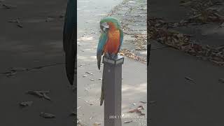 청금강앵무새, 홍금강애무새를 보게 되었네요 #홍금강앵무새 #회색앵무새  #청금강앵무새