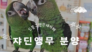 ✨쟈딘앵무 분양✨ #앵무새 #앵무새분양 #쟈딘앵무 #j…