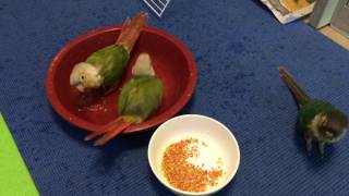 아침 목욕하는 코뉴어들