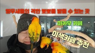 양평 앵무새 카페 마카우 앵무새들이 부비부비