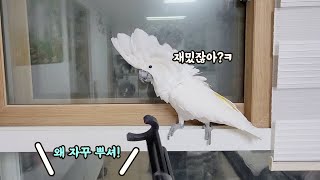 앵무새 1일 5싸움 화해는 기본...