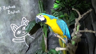 하남 주렁주렁 - 앵무새들 1, Parrot