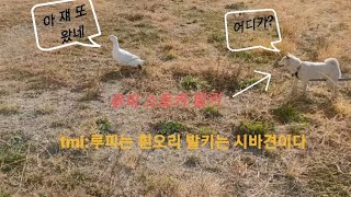 애완오리 루피와 산책중 스토커 만남