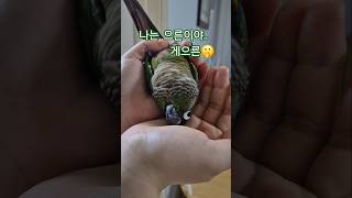 코뉴어앵무새#하랑이#하봉이#parrot#cute