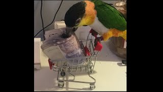 The Caique Parrot