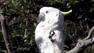 앵무새는 큰 얼굴에 놀라게 될 것입니다