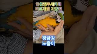 청금강 앵무새 눕방! 인천앵무새카페