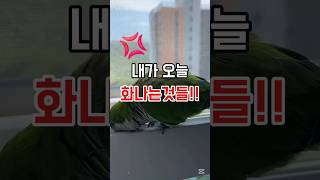 진짜화나!!#잉꼬#별이#사랑앵무#그린퀘이커#잉꼬별#앵무새#parrot
