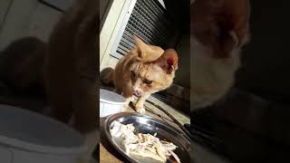 길고양이 노랭이