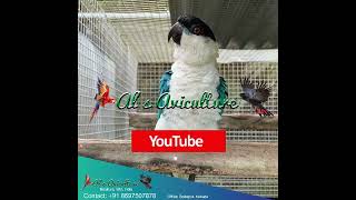Blue Caique Playing and Enjoying in Al's Aviculture