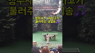 앵무새가 생일 축하 노래를 불러준다고요?!  #싱가포르여행 #주롱새공원 #새공연 #앵무새 #싱가포르핫플 #여행브이로그 #JurongBirdPark