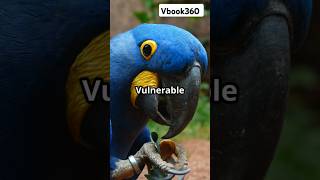 Hyacinth Macaw: The Blue Giant of the Skies!