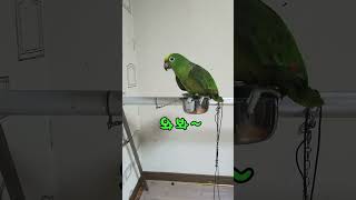 카이가 욕쟁이가 되려  합니다.ㅡㅡ #말하는 ##아마존 #앵무새 #카이 #아리 짝입니다.#birds #parrot