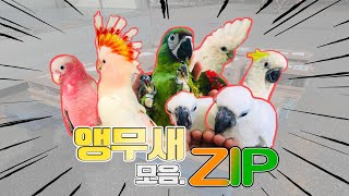 코로나를 뚫고 드디어 도착했습니다 ! 앵무새 수입!!