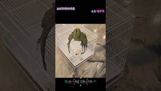 앵무새 목욕 극과 극 #parrot